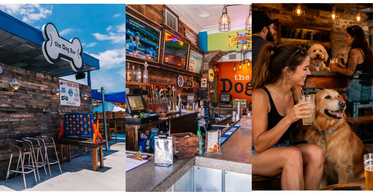 Dog-Bar-St-Petersburg-A-Fun-Social-Dog-Friendly-Spot-for-Locals-Visitors-and-Anyone-Who-Loves-a-Good-Time